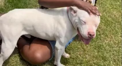 A história de Bentley, o pitbull que perdeu a dona e vagou pelas ruas por 3 anos