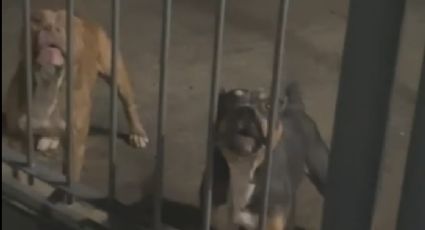 Pitbulls que atacaram 8 pessoas sofriam de maus-tratos no interior de SP