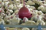 Japão proíbe compra de carne após caso de gripe aviária em ave doméstica no ES