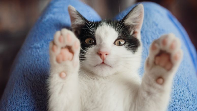 Aplicativo japonês identifica dor em gatos através da expressão facial