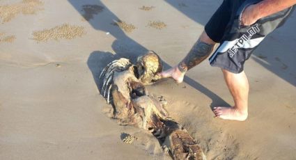 "Sereia peluda"? Criatura encontrada em praia espanta australianos