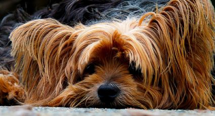 Cachorro é resgatado após ser arremessado de carro em acidente e reencontra tutores 5 dias depois