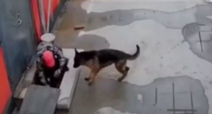 Cachorro pede ajuda para salvar amigo preso em vídeo emocionante