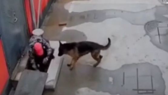 Cachorro pede ajuda para salvar amigo preso em vídeo emocionante