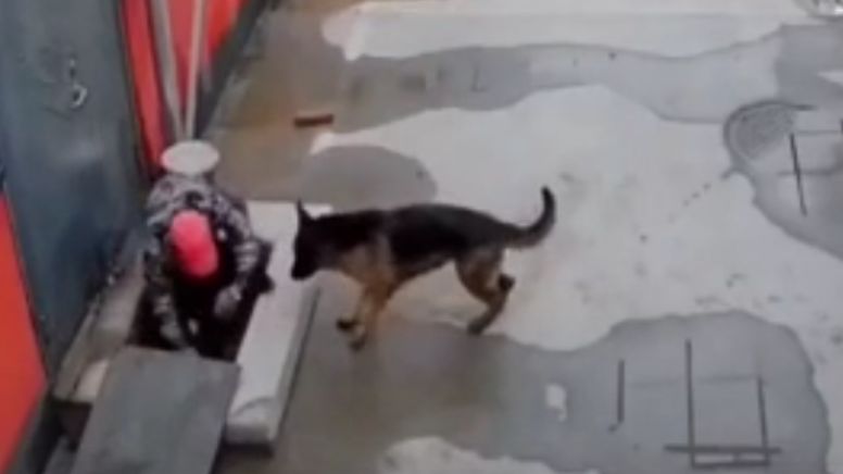 Cachorro pede ajuda para salvar amigo preso em vídeo emocionante