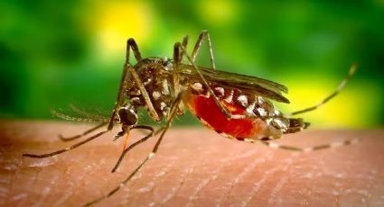 Dengue: saiba como se proteger da doença epidêmica