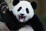 VÍDEO - Conexão entre pandas, América Latina e Chengdu