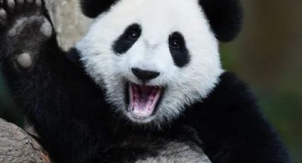 VÍDEO - Conexão entre pandas, América Latina e Chengdu