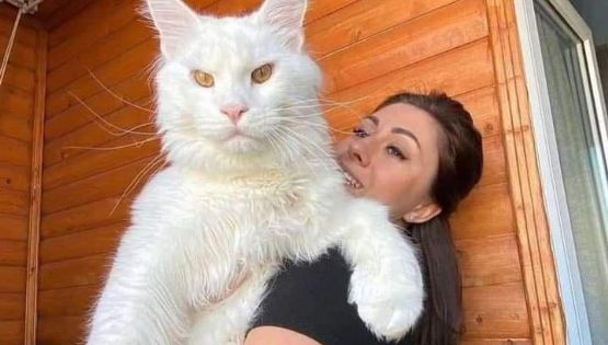 VÍDEO – Veja o gato gigante da Rússia que chocou a internet