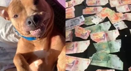 VÍDEO: Cadela come mais de R$ 900 em cédulas e reação do animal viraliza