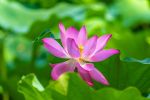 Verão na China é tempo de flor-de-lótus