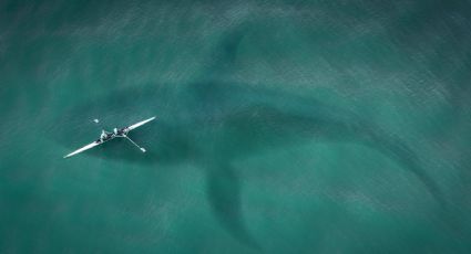 Megalodon: A fascinante criatura dos oceanos que desapareceu há milhões de anos