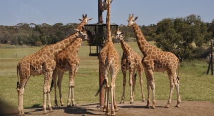 Maus-tratos e sofrimento intenso: morre quarta girafa do BioParque