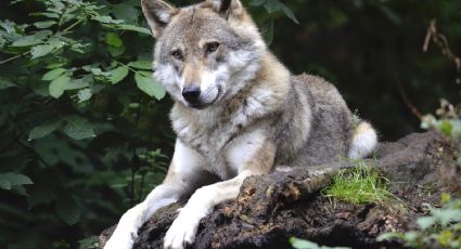 Tragédia ambiental: lobos são declarados extintos em região da Espanha