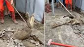 Vídeo incrível: Crocodilos que moravam no subsolo arrombam calçada e assustam moradores