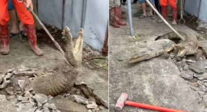 Vídeo incrível: Crocodilos que moravam no subsolo arrombam calçada e assustam moradores