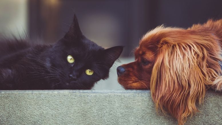 PetCenso: Veja os dez nomes mais populares para cães e gatos