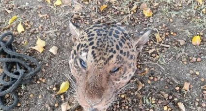 Preso homem que matava onças e dava para seus cachorros comerem em Mato Grosso