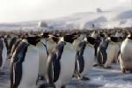 Foto ilustrativa de la nota titulada: Mudanças climáticas podem ter matado todos os filhotes de pinguins-imperadores na Antártica