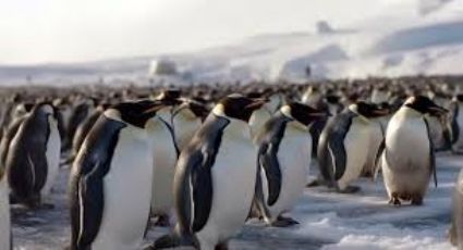 Mudanças climáticas podem ter matado todos os filhotes de pinguins-imperadores na Antártica