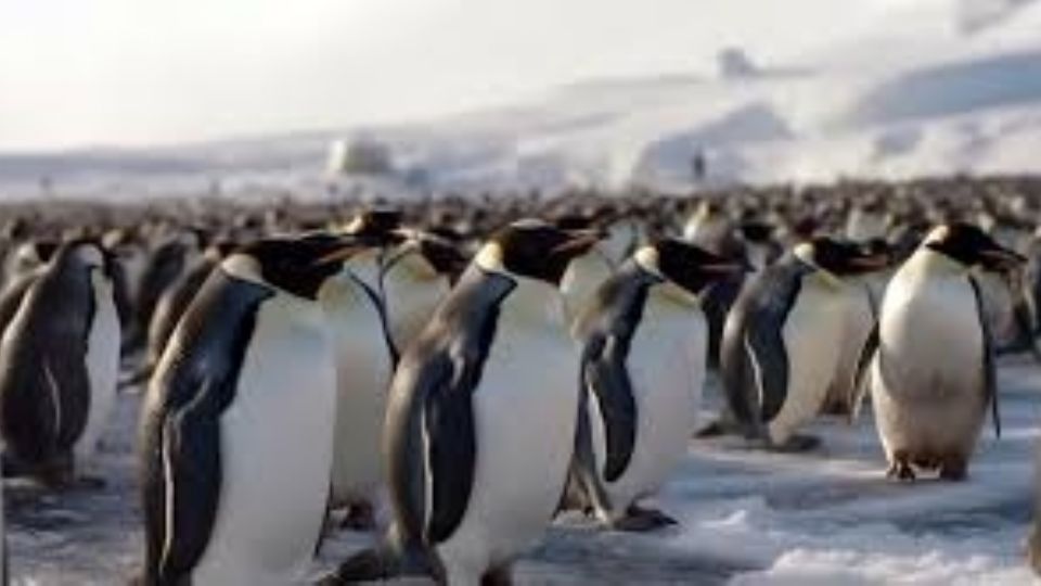 A situação reforça a tendência de 90% da espécie estar em risco de extinção até o fim do século