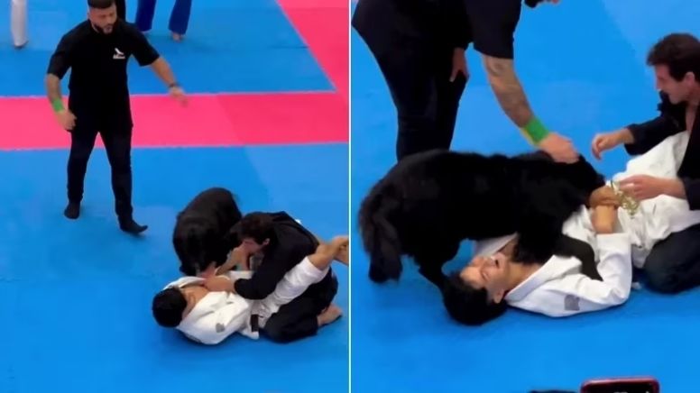 VÍDEO: Cãozinho emociona ao impedir torneio de jiujitsu para proteger seu dono