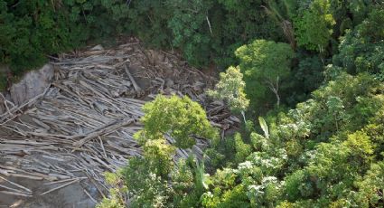 Agro avançou sobre 58,6 milhões de hectares de floresta, aponta MapBiomas