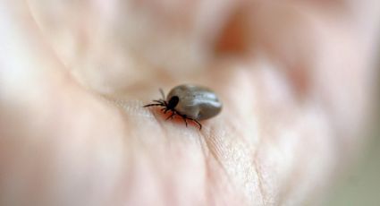 O que é a febre maculosa, doença transmitida por carrapato que matou 3 pessoas em MG