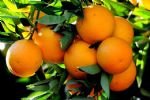 Vitamina C: consumo da substância ajuda mesmo a combater gripe?