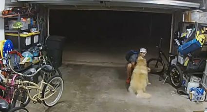 VÍDEO: Ladrão interrompe furto para acariciar cachorro da casa