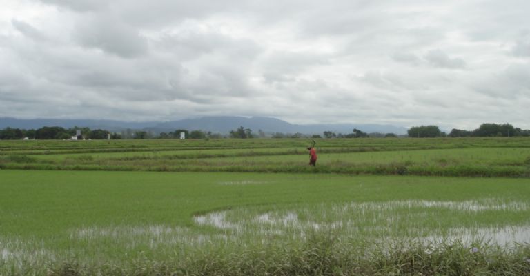 A área plantada de arroz e de outros alimentos caiu no Brasil, para dar lugar a commodities de exportação. Foto Wikipedia