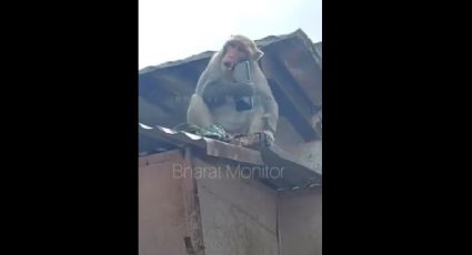 VÍDEO: macaco sequestra celular e exige resgate