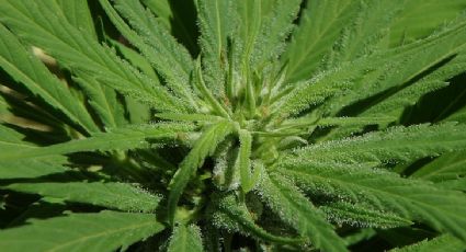 STJ libera plantio de maconha para fins medicinais