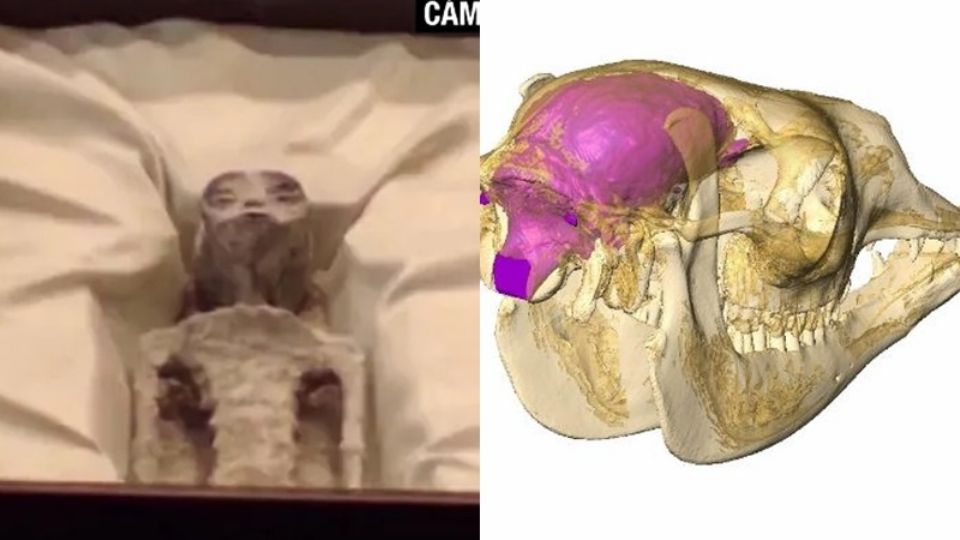 Cadáver peruano apresentado no México não tem nada de alienígena