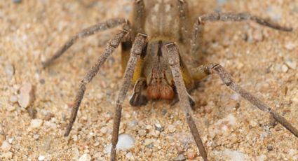 Veneno de aranha para disfunção erétil? Entenda a curiosa descoberta de cientistas brasileiros