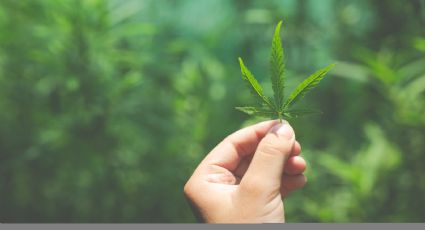 Maconha medicinal: 6 doenças em que a cannabis pode ser utilizada no tratamento