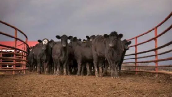 Por que a indústria da carne é um obstáculo para o combate ao aquecimento global