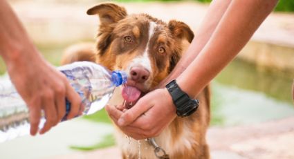 Onda de calor extremo: os pets correm perigo?