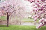 Estamos na primavera meteorológica desde 1º de setembro; entenda