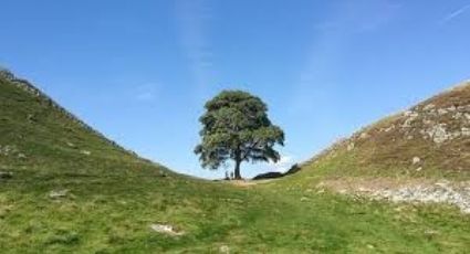 Árvore bicentenária, símbolo da Inglaterra, é derrubada