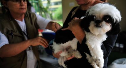 Raiva canina volta a ser registrada em SP após 40 anos