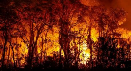 Incêndios subterrâneos penetram o solo do Pantanal; saiba o que são