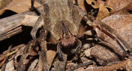 Veja as 3 espécies de aranhas venenosas mais comuns no Brasil e saiba como se proteger