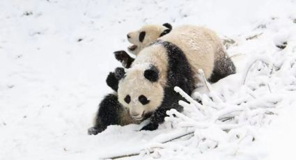 Como a China salvou o panda gigante, o mascote nacional