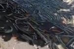 VÍDEO - Milhares de peixes aparecem mortos na lagoa onde mina da Braskem colapsou