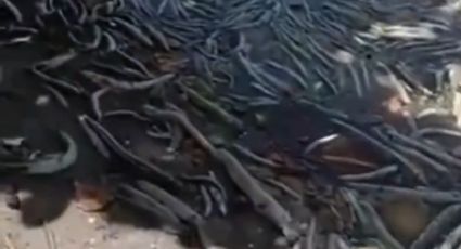 VÍDEO - Milhares de peixes aparecem mortos na lagoa onde mina da Braskem colapsou