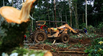 Produtor que vendia a multinacional do agronegócio é condenado por devastação do Cerrado