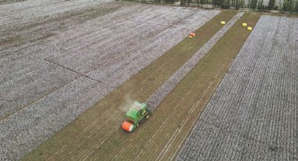 China aplica tecnologia para impulsionar grandes colheitas de algodão