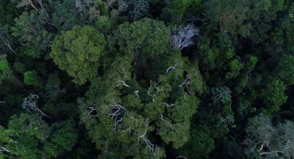 Árvores e terra absorveram quase nada de CO2 no ano passado. O que está acontecendo?