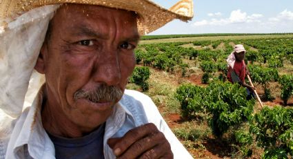 Os 100 municípios mais ricos no agronegócio, de acordo com o Ministério da Agricultura